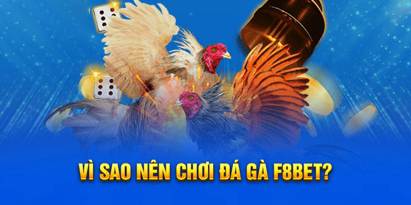 Vì sao nên chơi đá gà f8bet